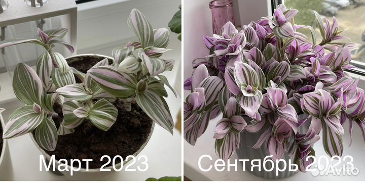 Традесканция нанук (черенки)