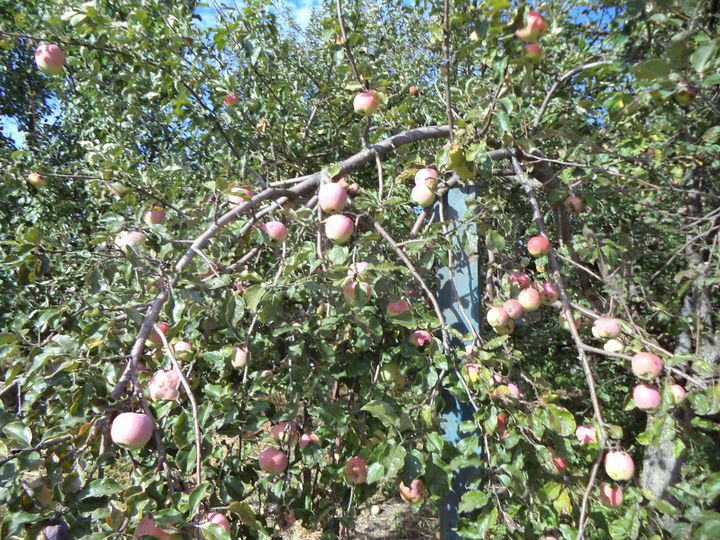 Дача 33 м² на участке 10 сот.