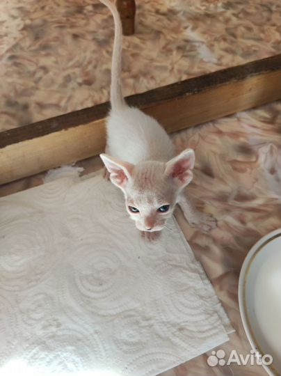 Донской сфинкс