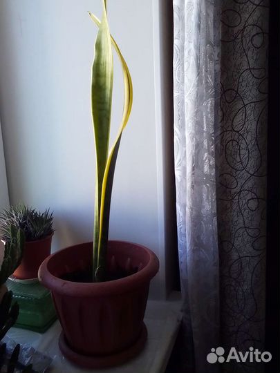 Сансивиерия (щучий хвост )