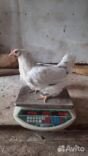 Куры молодки несушки