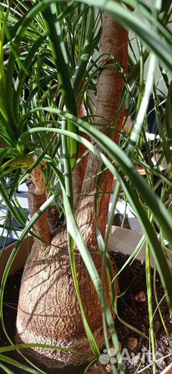 Нолина, бокарнея, слоновья нога