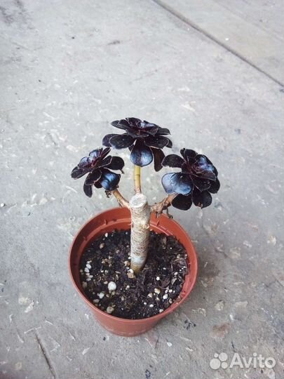 Эониум древовидный