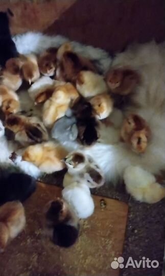 Цыплята от домашних кур несушек