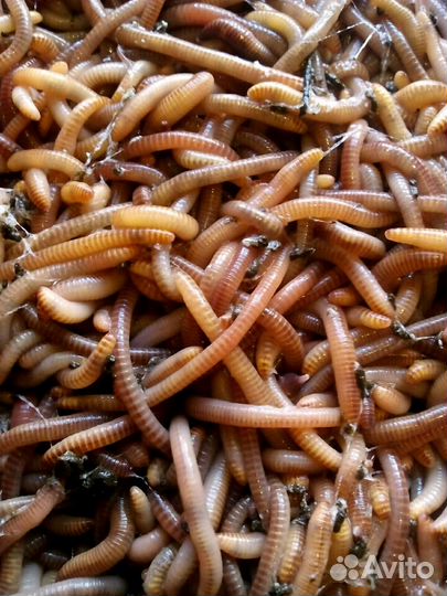Дендробена. Черви для рыбалки. Коконы, малёк