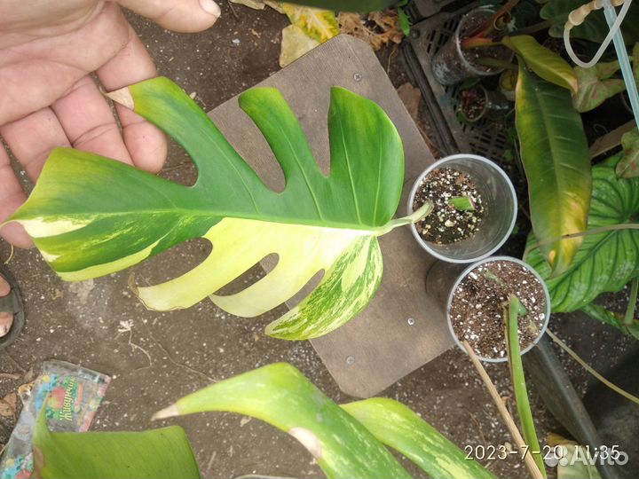 Монстера Pertusa yellow splash