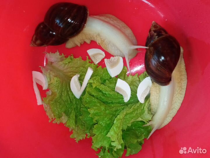 Улитки ахатины