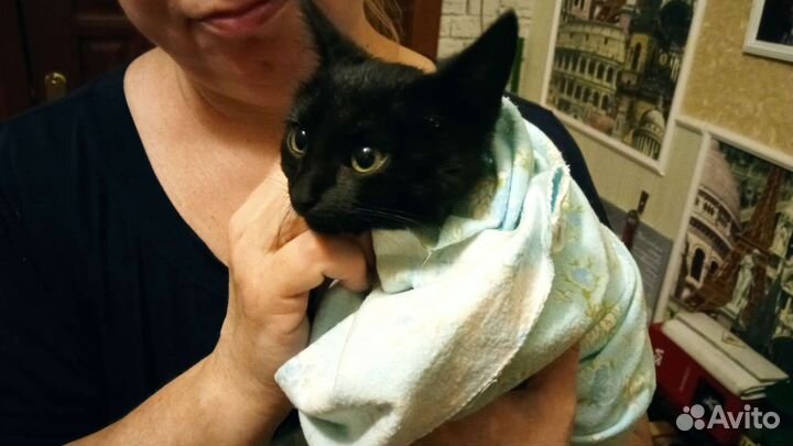 Котёнок в добрые руки