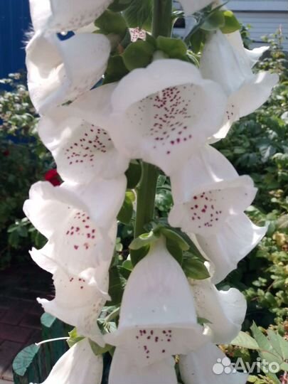 Наперстянка семена