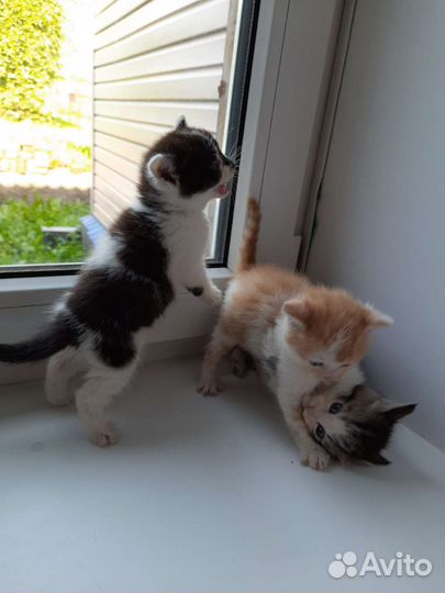 Отдам котят