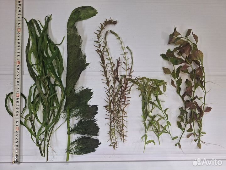 Набор из 15 растений в аквариум+доставка