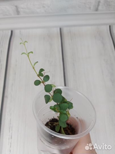 Мединилла sedifolia, ардизия вариегатная