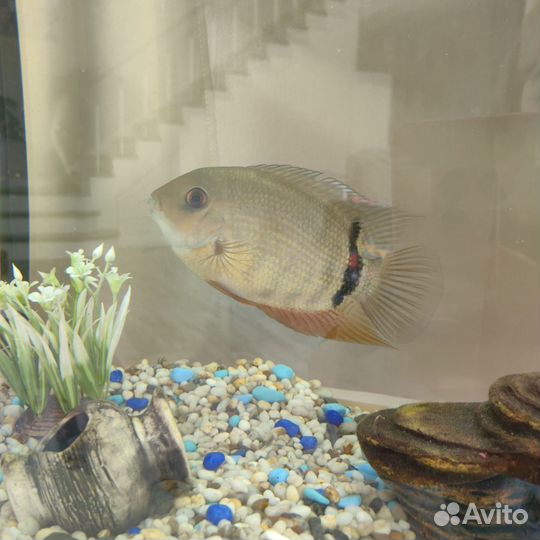 Продам северум