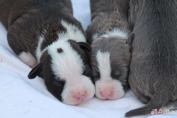 Щенки Амстаффа