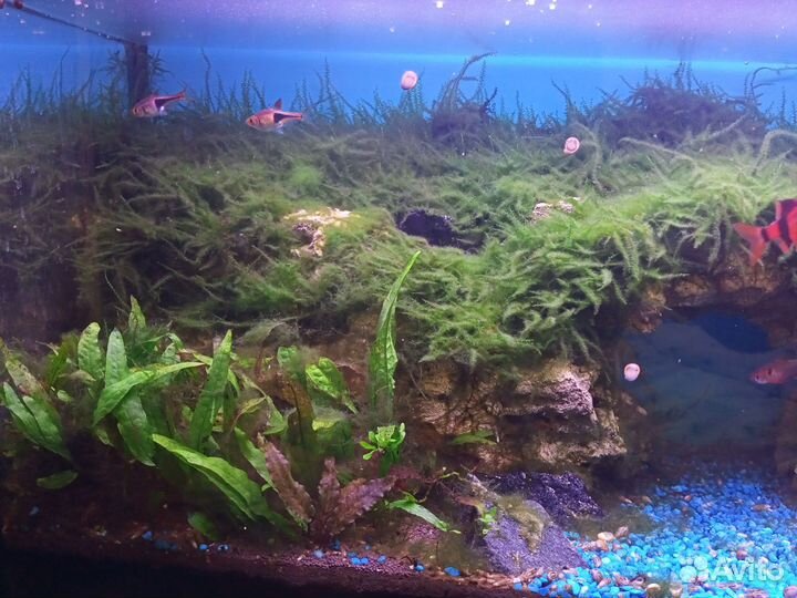 Аквариум