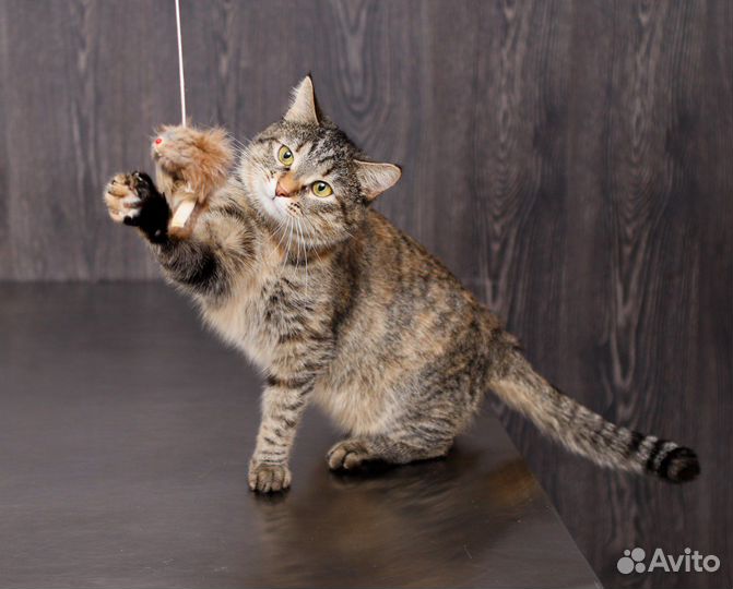 Кошка, трехцветная