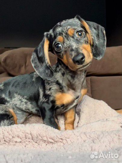 Такса вязка