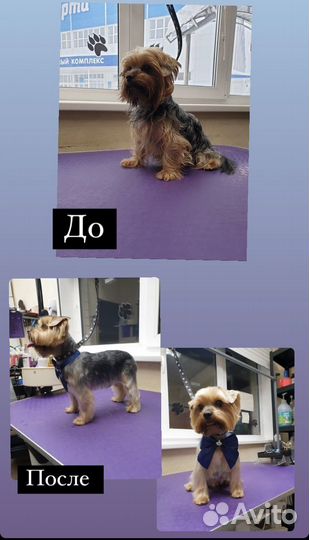 Услуги Грумера