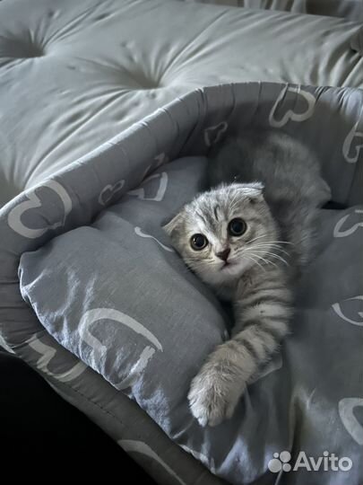 Продам девочку, очень милую 2000