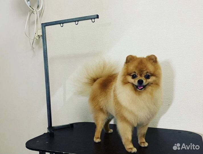 Стрижка собак мелких пород