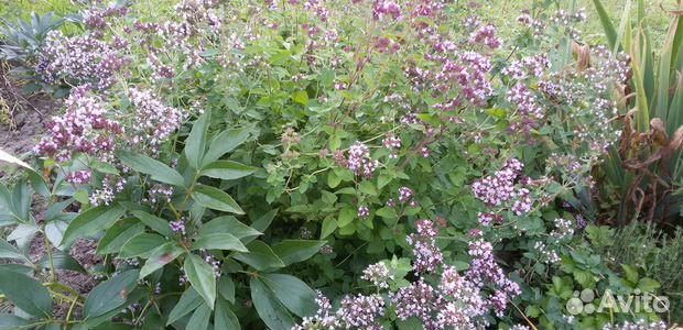 Рассада Душицы