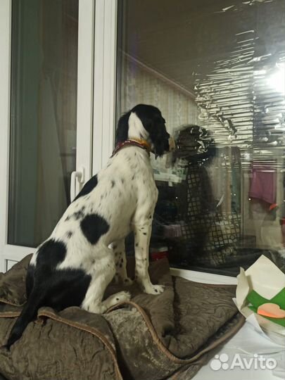 Русский спаниель