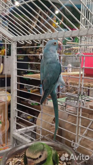 Попугай Ожереловый