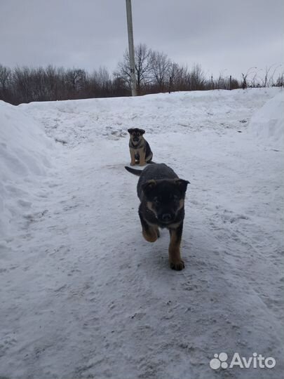 Помесь овчарки в добрые руки