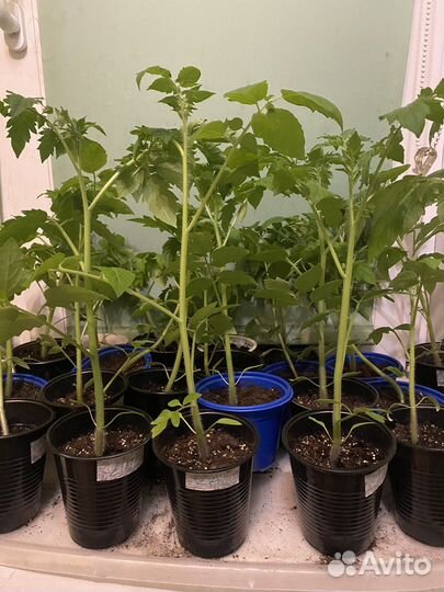 Томаты рассада