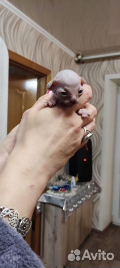 Канадский сфинкс котенок девочка