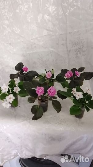 Взрослые фиалки