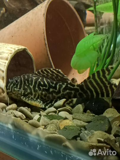 Номерные сомы