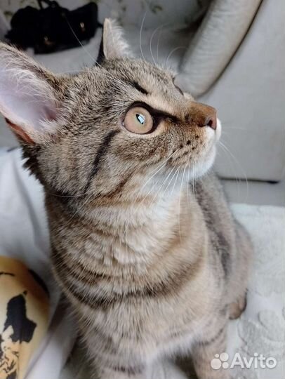 Кошка метис