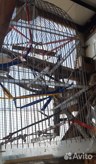 Клетка для средних птиц