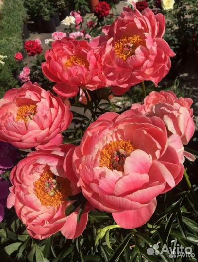 Многолетние цветы