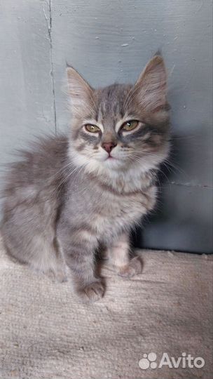 Дымчатая кошка