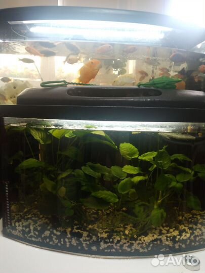 Аквариум