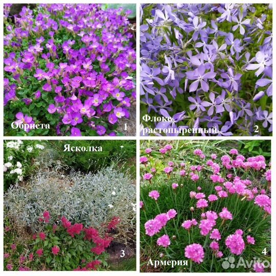 Садовые многолетники