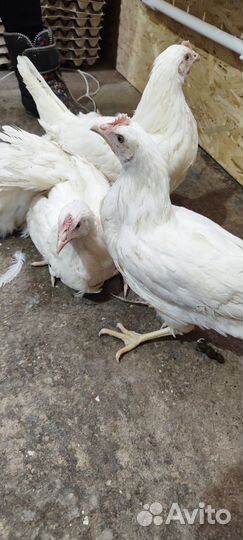 Куры несушки