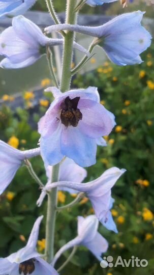 Дельфиниумы, мальва, сортовые флоксы