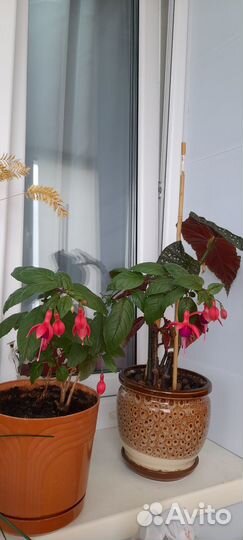 Бегония, фуксия