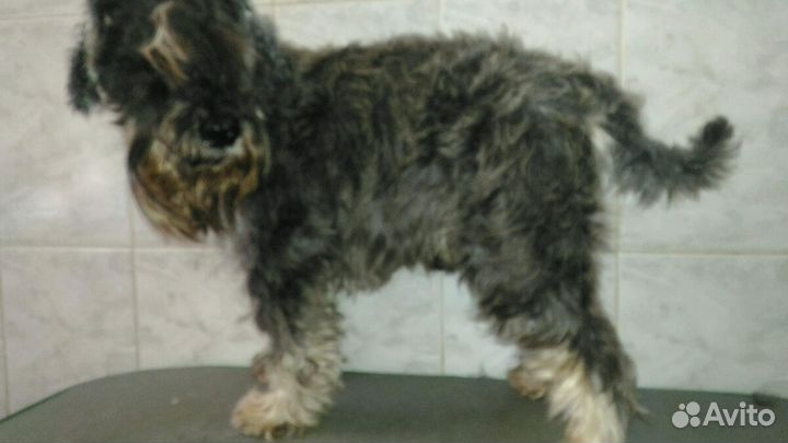 Стрижка собак и кошек