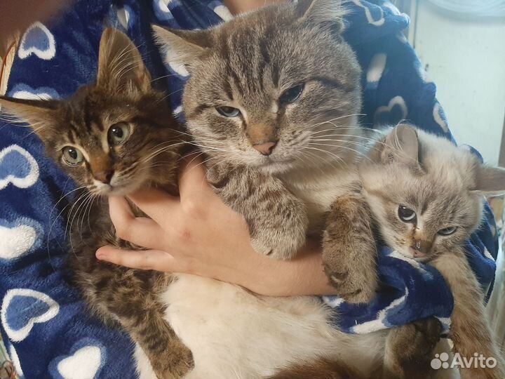 В добрые руки