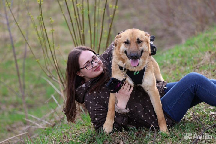 Добрейшая собака в семью