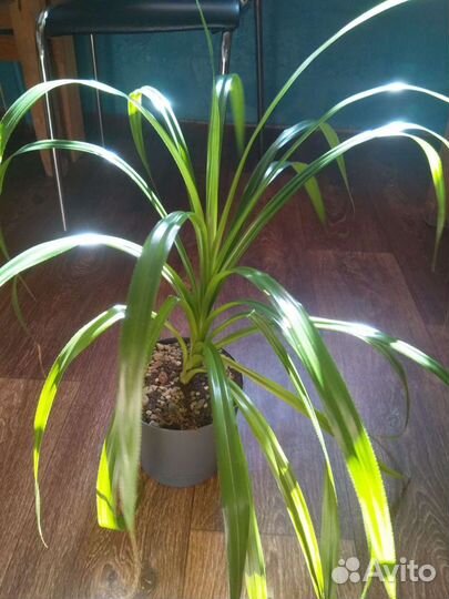 Комнатные растения