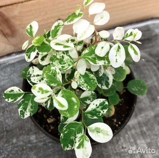 Много интересных растений