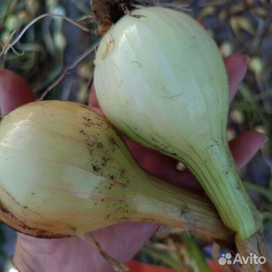 Лук семейный аристократ