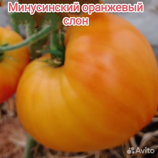 Минусинские сорта