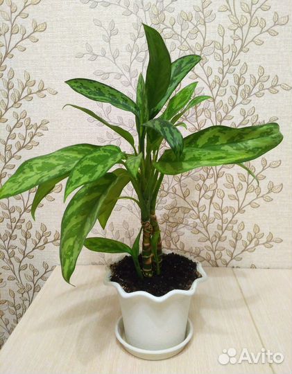Комнатное растение Аглаонема, 50 см