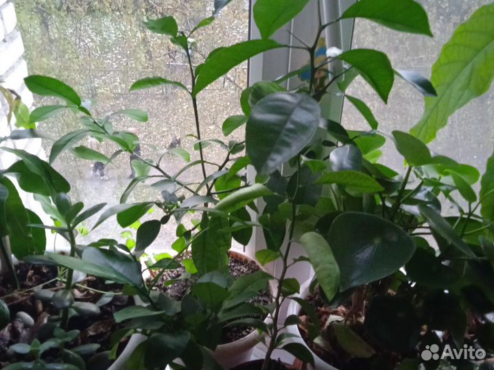 Лимон, финиковая пальма, авокадо Хаас, манго